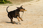 English Toy Terrier
