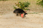 English Toy Terrier