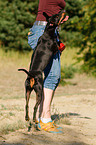 English Toy Terrier