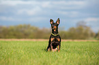 English Toy Terrier