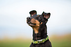 Manchester Terrier Portrait