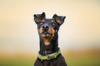 Manchester Terrier Portrait