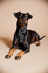 lying Manchester Terrier