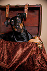 lying Manchester Terrier