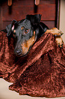 lying Manchester Terrier