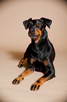 lying Manchester Terrier