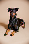 lying Manchester Terrier