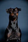 Manchester Terrier Portrait