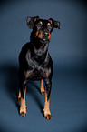 standing Manchester Terrier