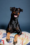 lying Manchester Terrier