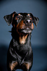 Manchester Terrier Portrait