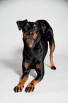 Manchester Terrier