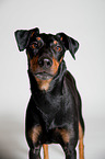 Manchester Terrier Portrait