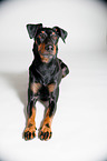 lying Manchester Terrier