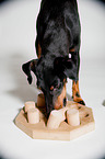 Manchester Terrier with intelligence toy