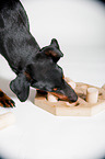 Manchester Terrier with intelligence toy