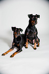 two Manchester Terrier