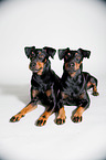 two Manchester Terrier