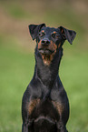 Manchester Terrier Portrait