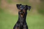 Manchester Terrier Portrait