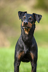 Manchester Terrier Portrait