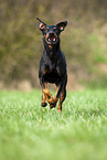 running Manchester Terrier