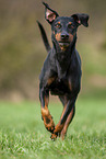 running Manchester Terrier