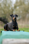 Manchester Terrier