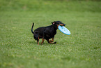 Manchester Terrier plays frisbee