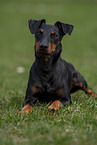 Manchester Terrier