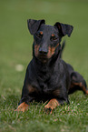 Manchester Terrier