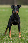 standing Manchester Terrier