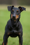 Manchester Terrier