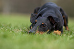 Manchester Terrier