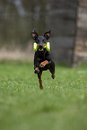 running Manchester Terrier