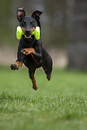 running Manchester Terrier