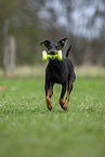 running Manchester Terrier