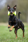 running Manchester Terrier