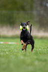 running Manchester Terrier