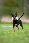 running Manchester Terrier