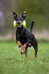 running Manchester Terrier