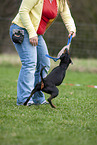Manchester Terrier