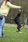 Manchester Terrier