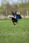 running Manchester Terrier