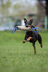 running Manchester Terrier