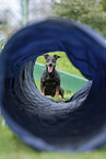 Manchester Terrier