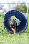 running Manchester Terrier