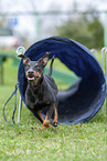 running Manchester Terrier