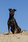 sitting Manchester Terrier