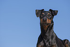 Manchester Terrier Portrait